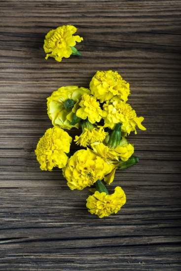 La Bouitte - Chrysanthemum flowers