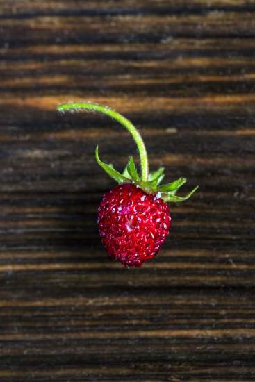 La Bouitte - Wild strawberry