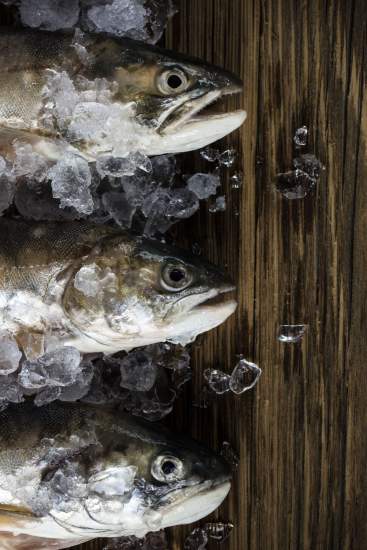 La Bouitte - Arctic char