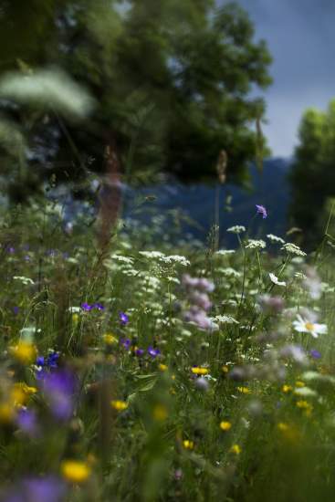 La Bouitte - Meadow by day