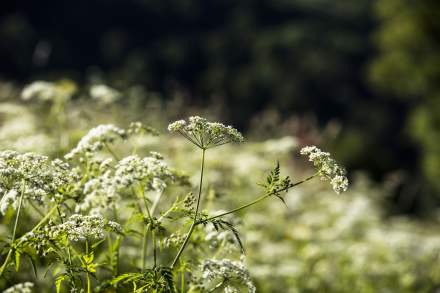 La Bouitte - Wild carrots