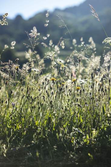 La Bouitte - Morning meadow