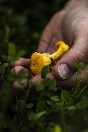 La Bouitte - Girolle mushroom