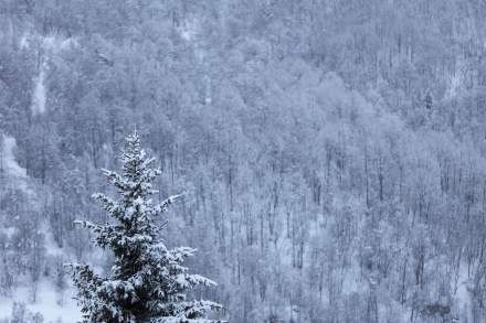 La Bouitte - Saint Marcel forest